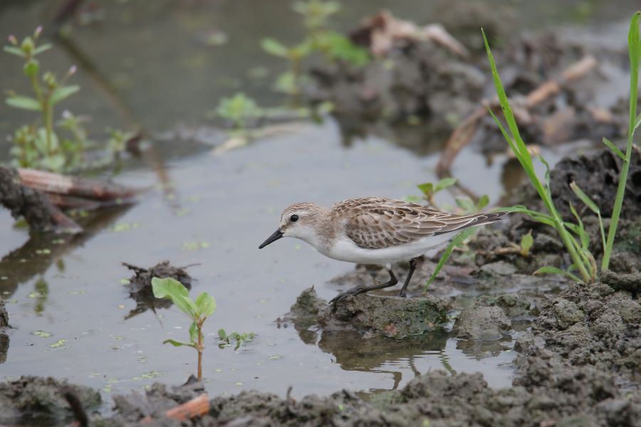 �Ԑ��F�u�쒹�̉��v