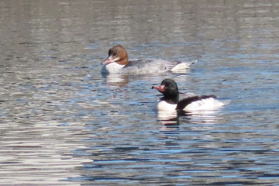 �Ԑ��F�u�쒹�̉��v