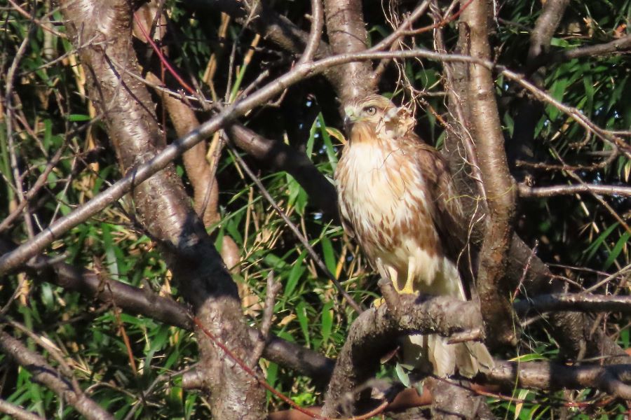 �Ԑ��F�u�쒹�̉��v