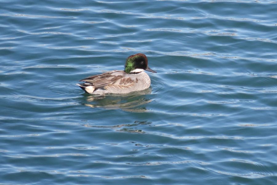 �Ԑ��F�u�쒹�̉��v