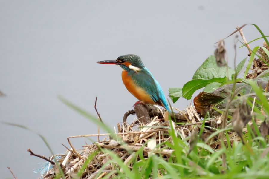 �Ԑ��F�u�쒹�̉��v