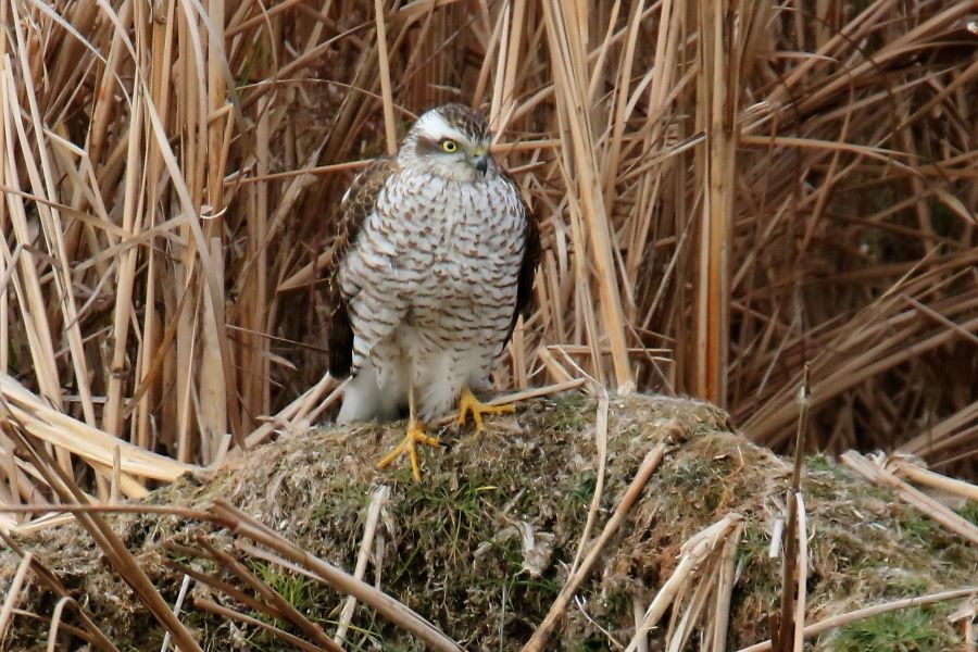 �Ԑ��F�u�쒹�̉��v