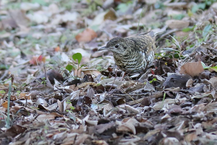 �Ԑ��F�u�쒹�̉��v