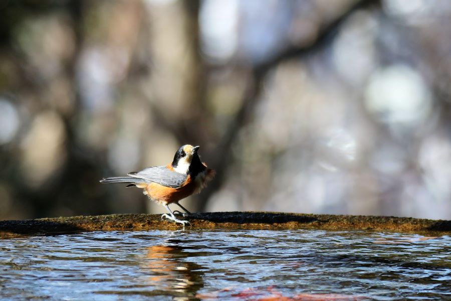 �Ԑ��F�u�쒹�̉��v