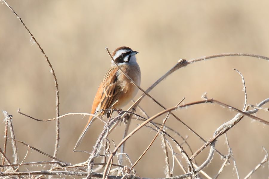 �Ԑ��F�u�쒹�̉��v