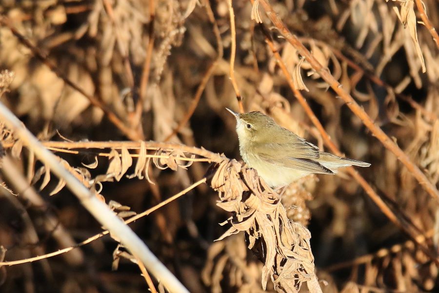 �Ԑ��F�u�쒹�̉��v