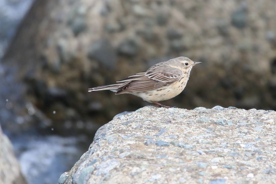 �Ԑ��F�u�쒹�̉��v