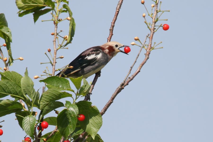 赤青黄色「野鳥の園」