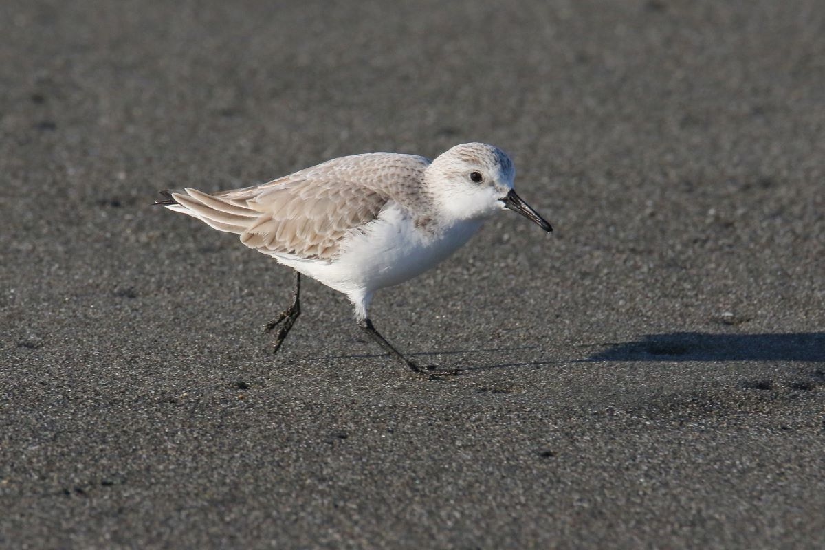 �~���r�V�M�i�Ԑ��F�u�쒹�̉��v�j