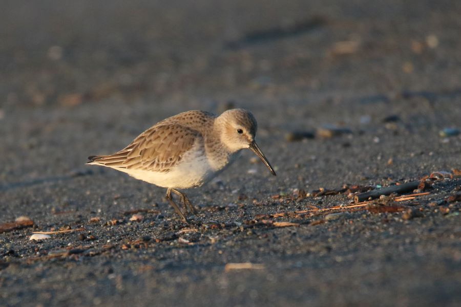 �Ԑ��F�u�쒹�̉��v