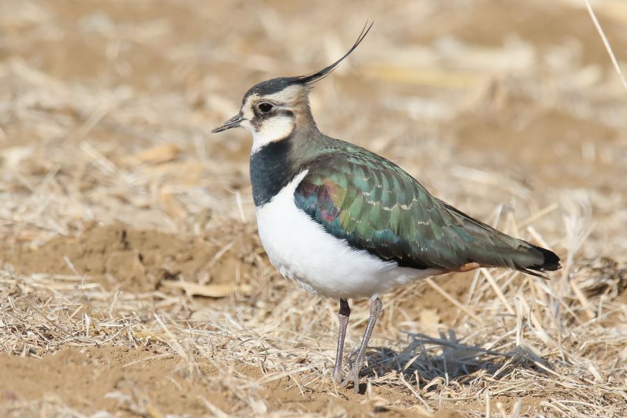 �Ԑ��F�u�쒹�̉��v