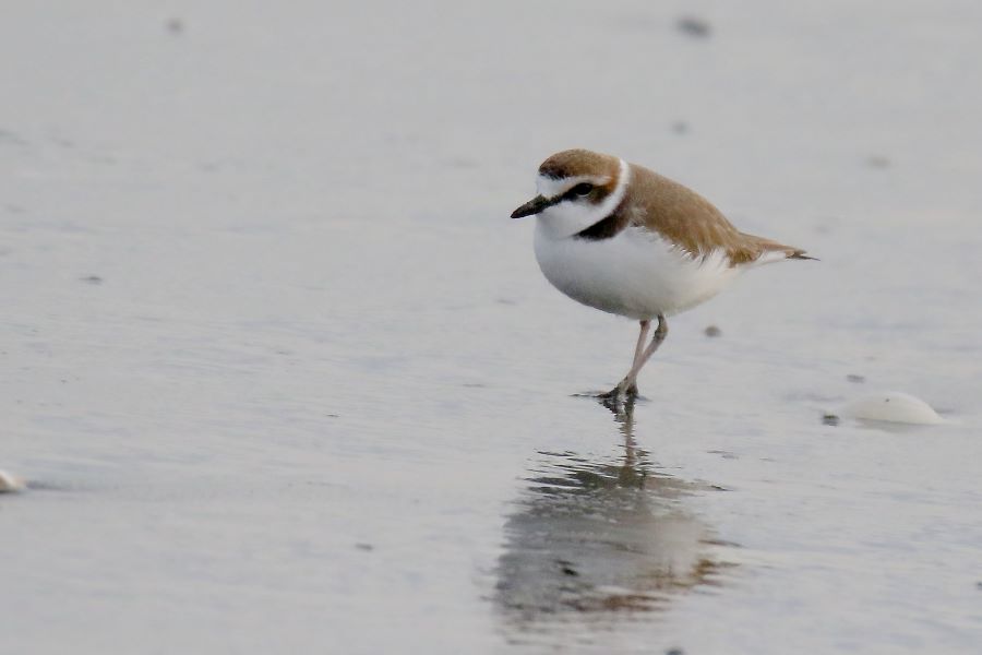 �Ԑ��F�u�쒹�̉��v