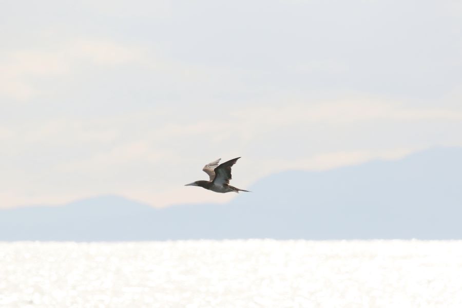 �J�c�I�h���i�Ԑ��F�u�쒹�̉��v�j