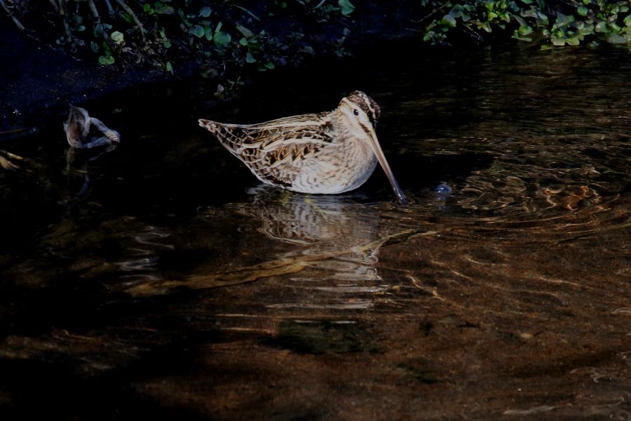 �^�V�M�i�Ԑ��F�u�쒹�̉��v�j