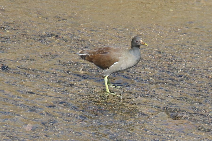 �Ԑ��F�u�쒹�̉��v