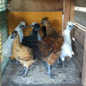 ��������̉G���{������