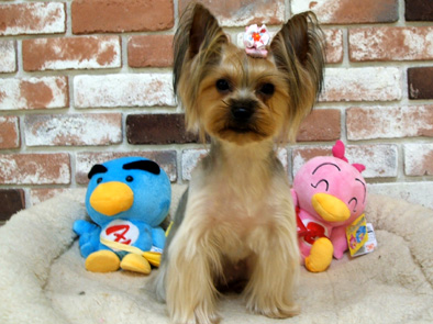 �������������॥��������������̂����H