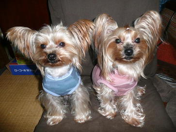 �������������॥��������������̂����H