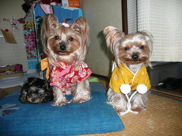 �������������॥��������������̂����H