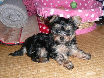 �������������॥��������������̂����H