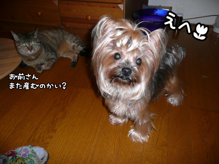 �������������॥��������������̂����H