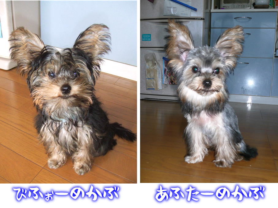 �������������॥��������������̂����H