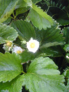 �s�����m�E���A�h�@�n��(�������j������(�j�V�L�^���I�j