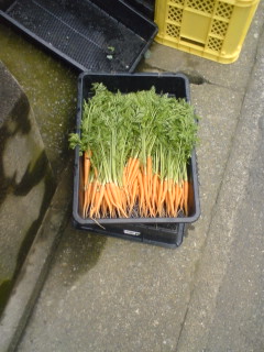 �s�����m�E���A�h�@�n��(�������j������(�j�V�L�^���I�j