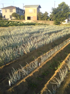 �s�����m�E���A�h�@�n��(�������j������(�j�V�L�^���I�j