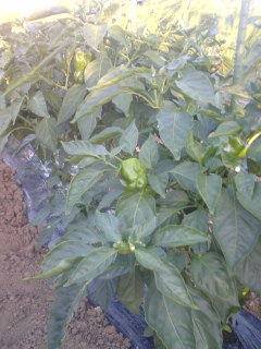 �s�����m�E���A�h�@�n��(�������j������(�j�V�L�^���I�j