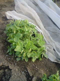 �s�����m�E���A�h�@�n��(�������j������(�j�V�L�^���I�j