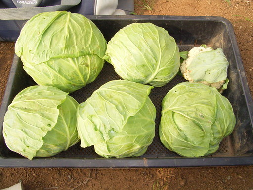 �s�����m�E���A�h�@�n��(�������j������(�j�V�L�^���I�j