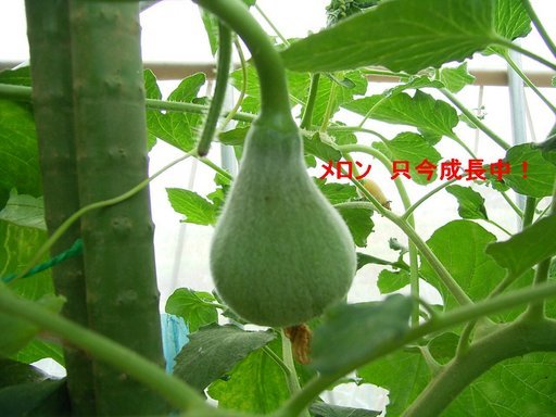 �s�����m�E���A�h�@�n��(�������j������(�j�V�L�^���I�j