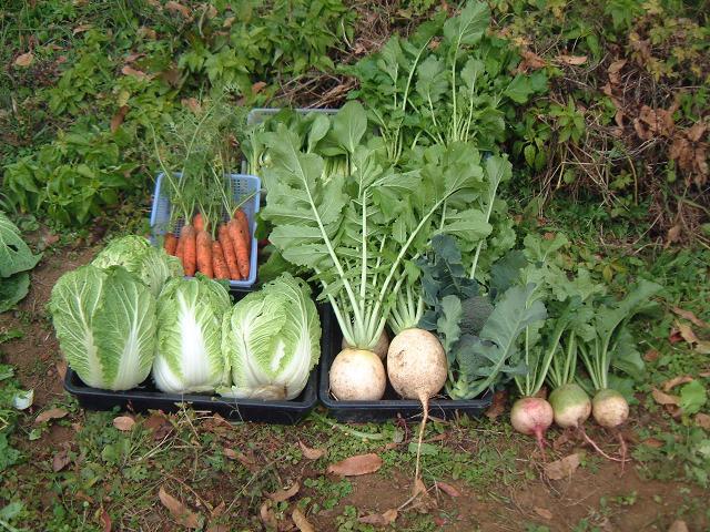 �s�����m�E���A�h�@�n��(�������j������(�j�V�L�^���I�j