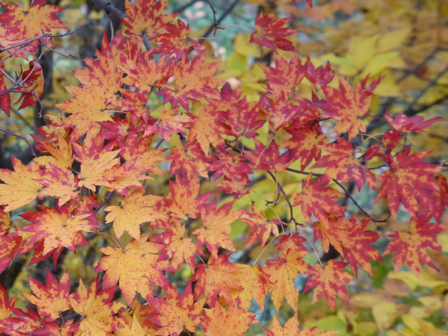 �郊����� ���Ȃ��̐S�ɖ苿��