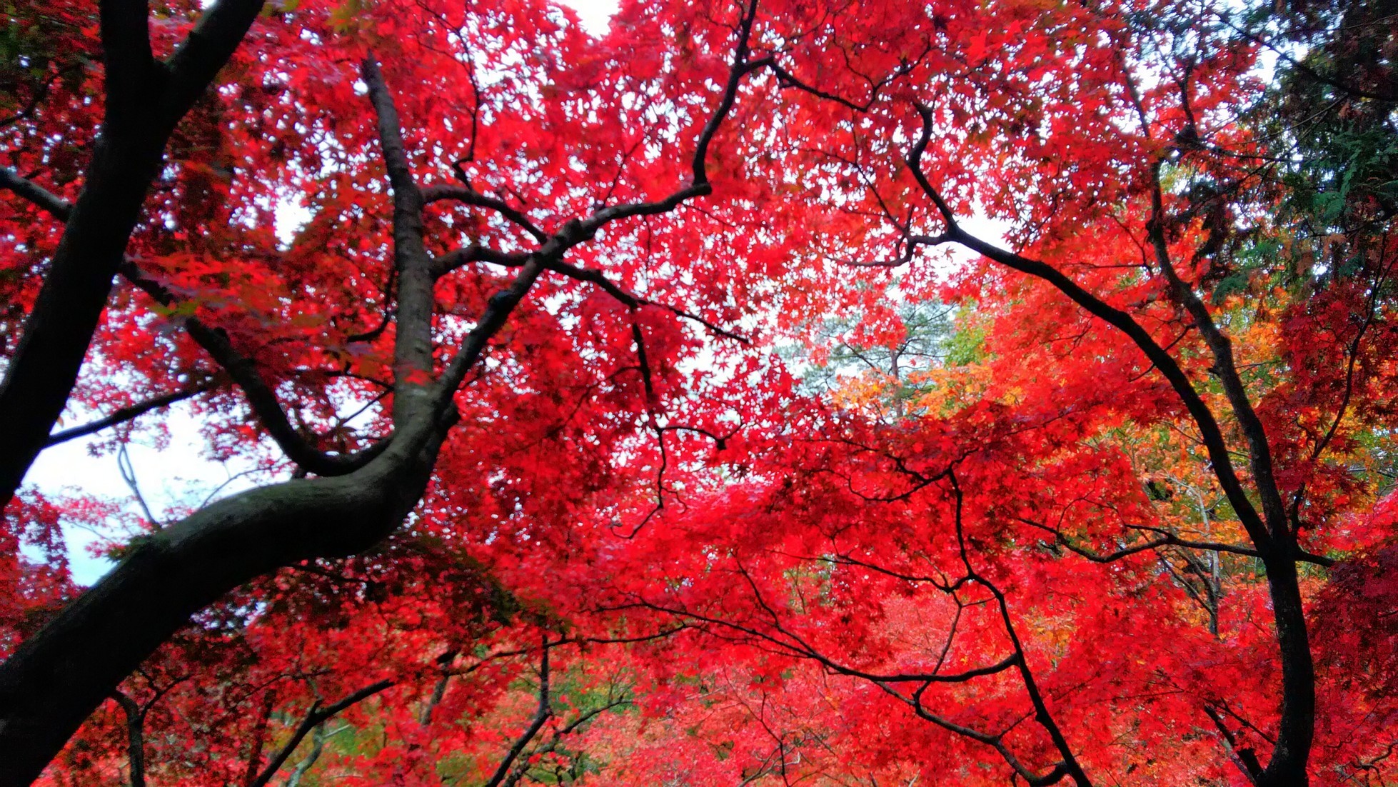 �郊����� ���Ȃ��̐S�ɖ苿��