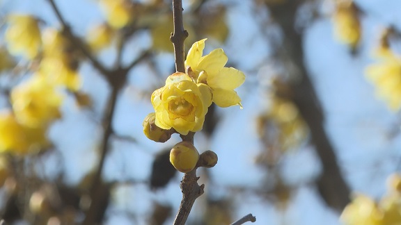 MY��������@1/22�i�؁j�`�@�����J�n�iMY��������j