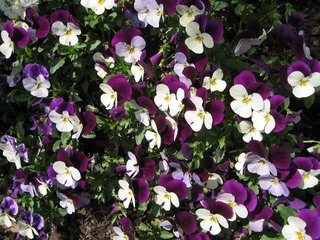 �������뗷�s�A�܂��ߗ��s�@�ʐ^��