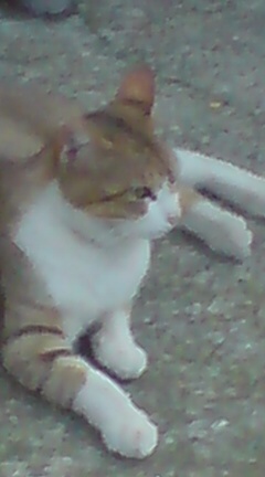 ���N����̓E�H�[�L���O���I