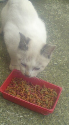 ���N����̓E�H�[�L���O���I