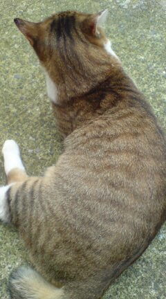 ���N����̓E�H�[�L���O���I