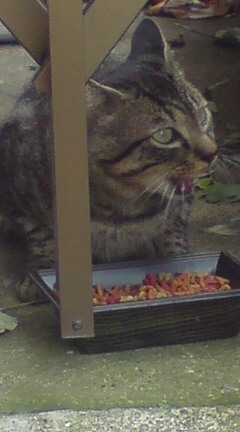 ���N����̓E�H�[�L���O���I