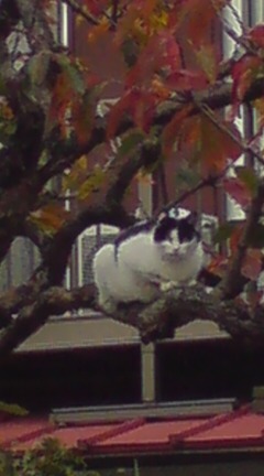 ���N����̓E�H�[�L���O���I