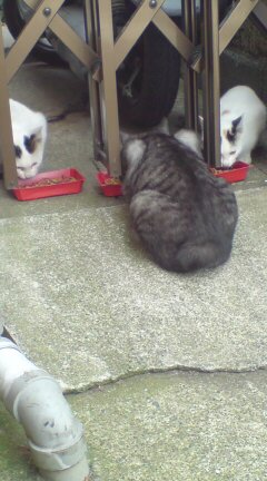 ���N����̓E�H�[�L���O���I