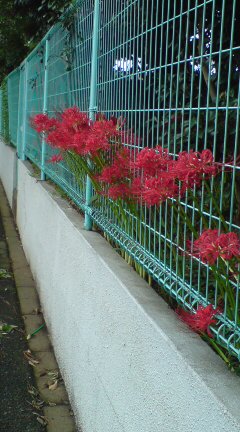 ���N����̓E�H�[�L���O���I