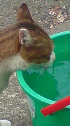 ���N����̓E�H�[�L���O���I