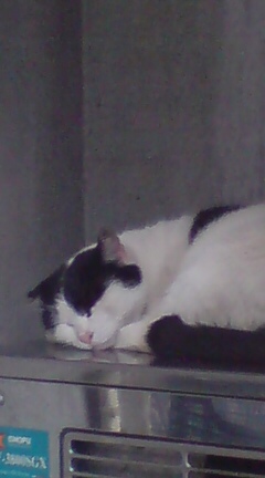 ���N����̓E�H�[�L���O���I