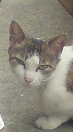 ���N����̓E�H�[�L���O���I