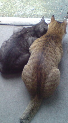 ���N����̓E�H�[�L���O���I