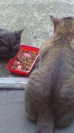 ���N����̓E�H�[�L���O���I